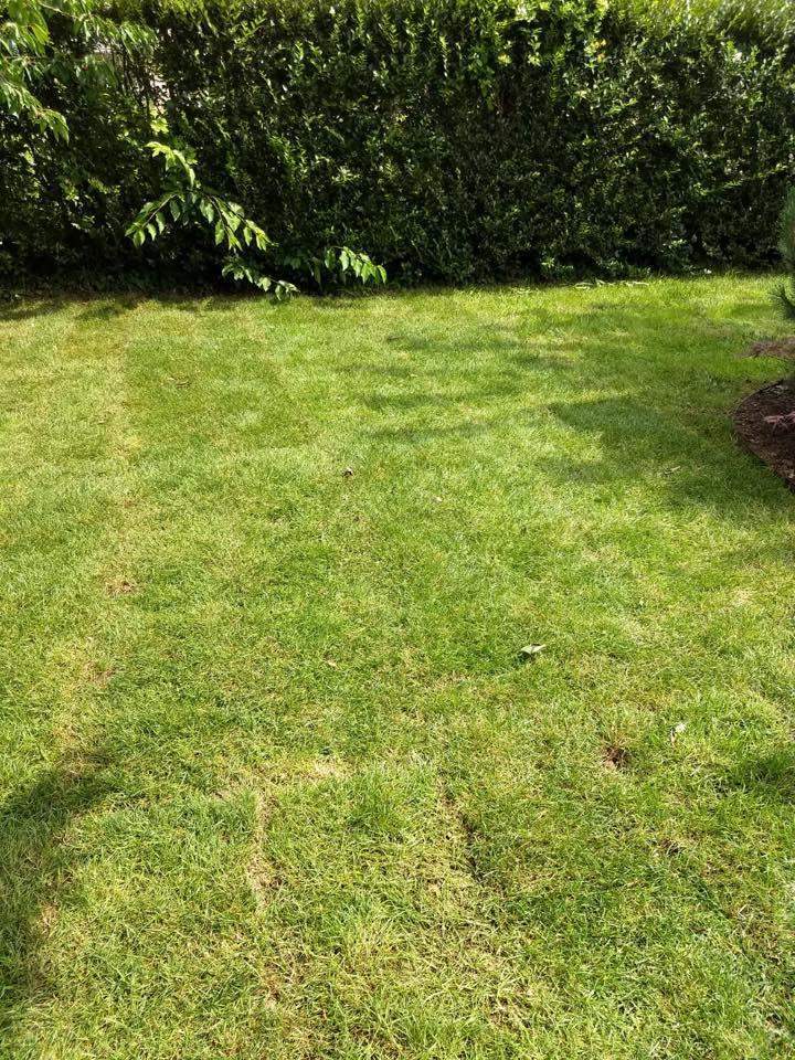 Entretien de jardin Berrwiller