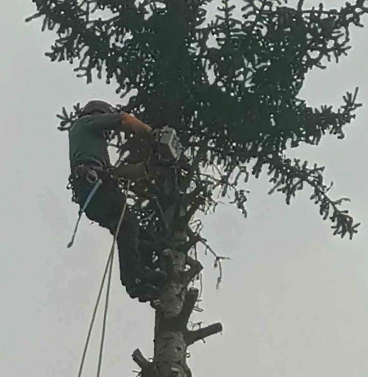 Abattage d'arbre Berrwiller