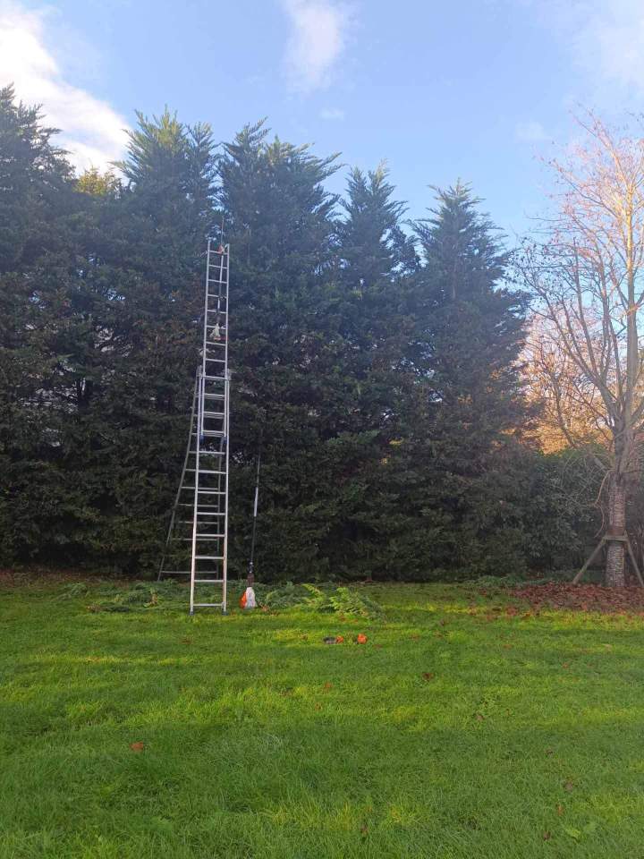 Mise au propre jardin Berrwiller