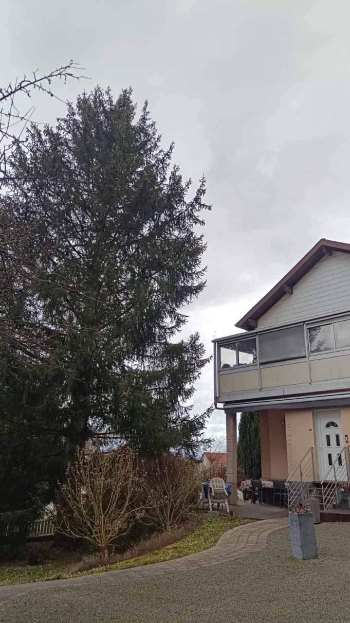 Taille arbres Berrwiller