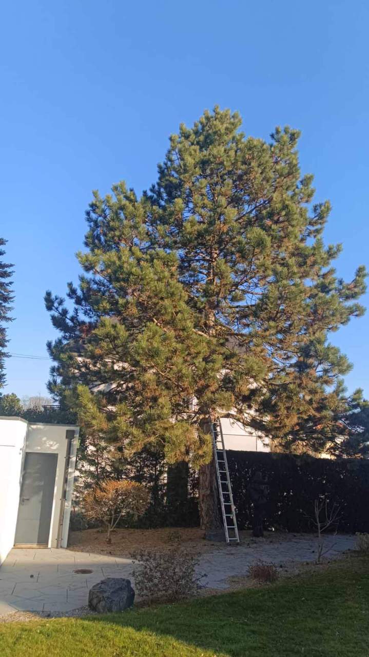 lagage zone résidentielle Berrwiller